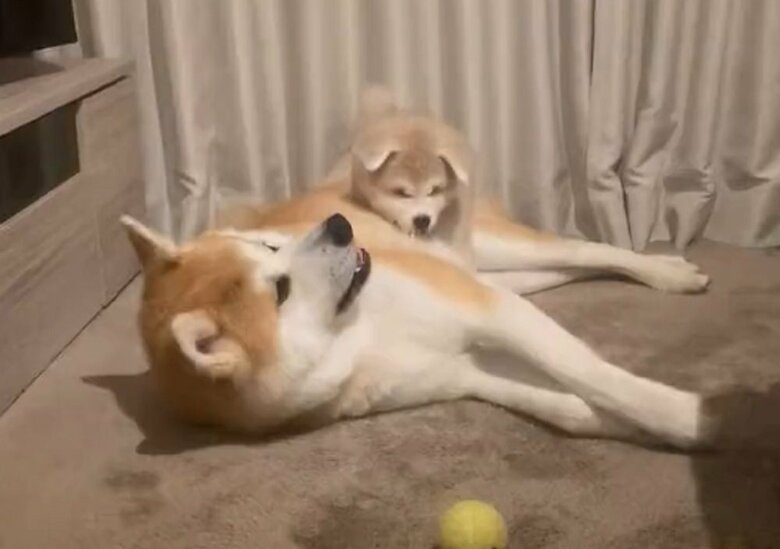 寝ている大吉くんに構ってほしい幸ちゃん