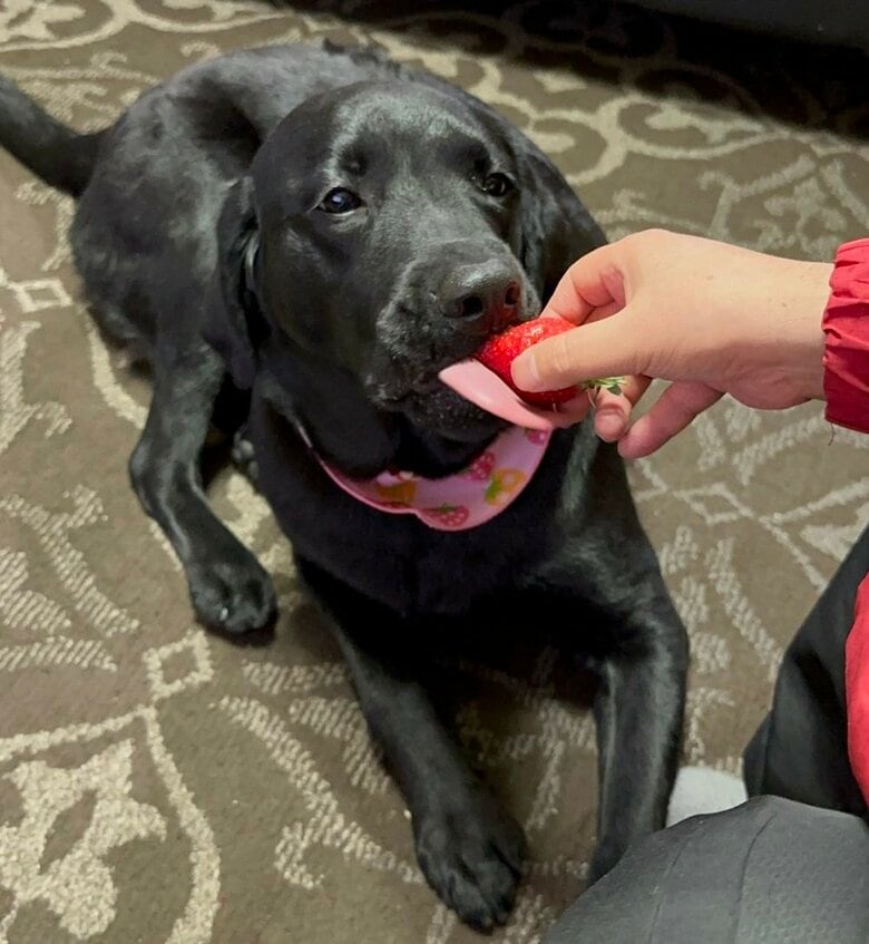 食いしん坊だというぽこちゃん