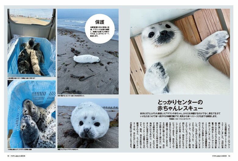 アザラシの赤ちゃんが保護されるまで（『アザラシまるごとBOOK』より）