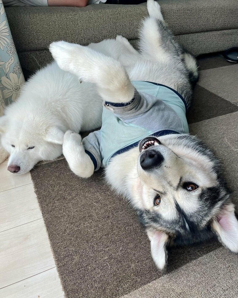 ヨルくんにちょっかいを出されているユキちゃん