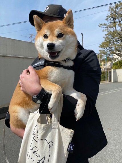 お散歩中に止まっちゃったひるねちゃん