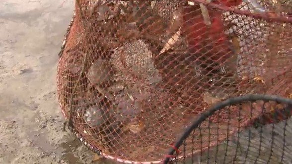 赤く染まった川のカニ　元気に動いていた