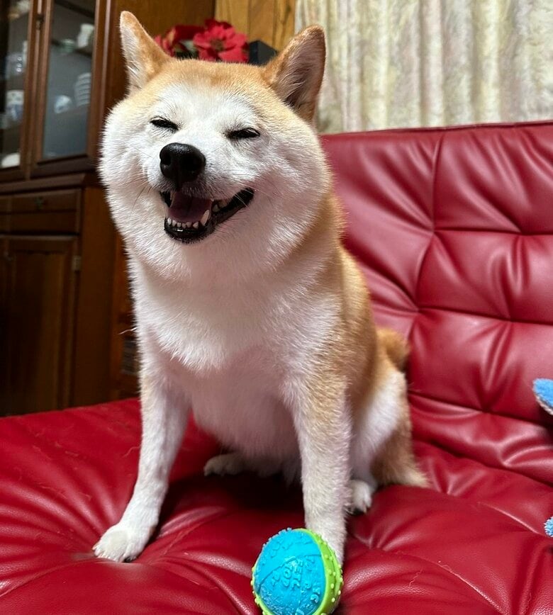 満足気な様子のコンちゃん