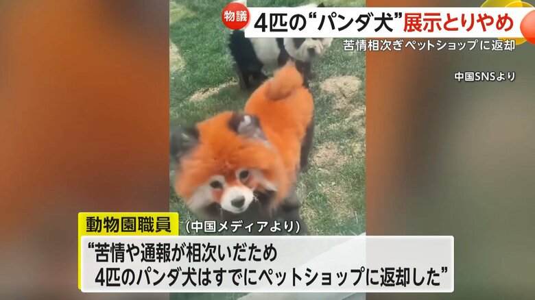 メイクを施したレッサーパンダ犬