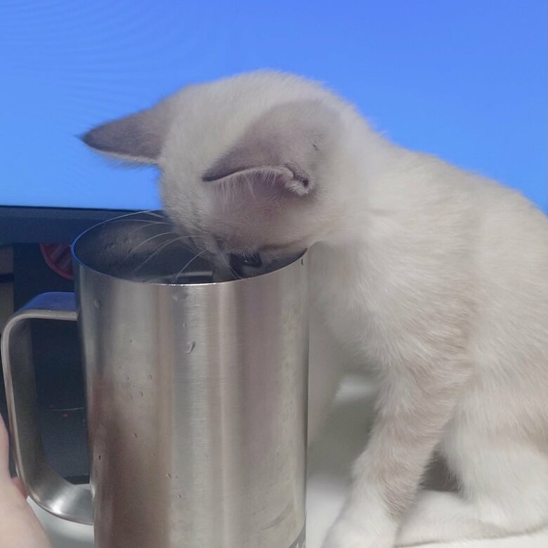 飼い主さんの水にちょっかいを出す