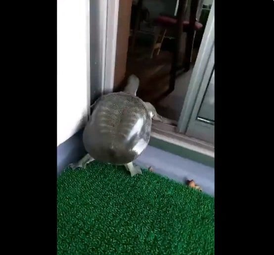 こちらは、いちちゃん。見事なドア開けを披露