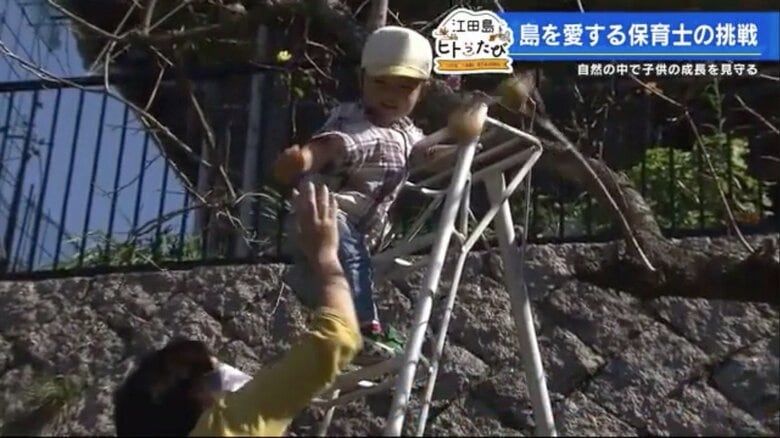 怖いもの知らずで脚立を登り、柿の実を手にした男の子