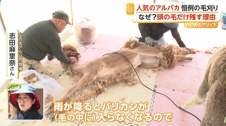 分厚い毛から出てきたアルパカの細い体
