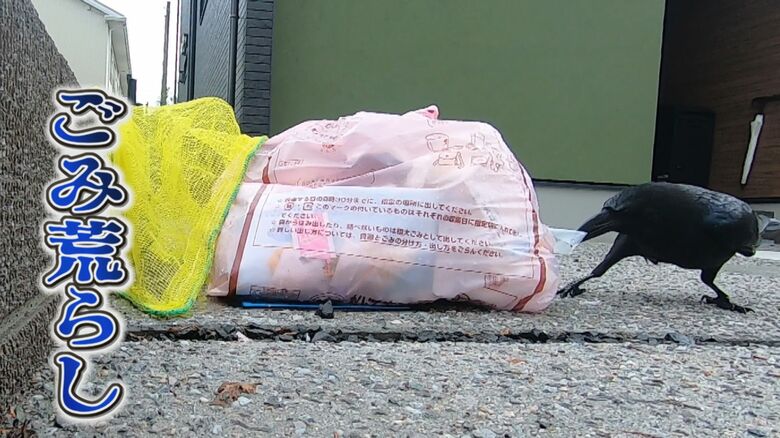 ごみ袋を裂いて荒らすカラス