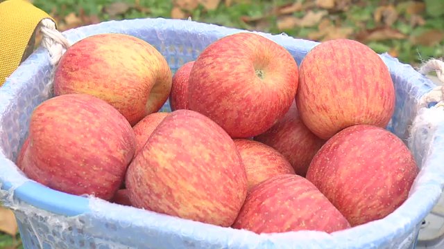 「今年こそは」リンゴと向き合う日々