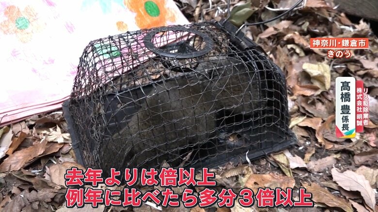捕獲用のおりにかかったタイワンリス