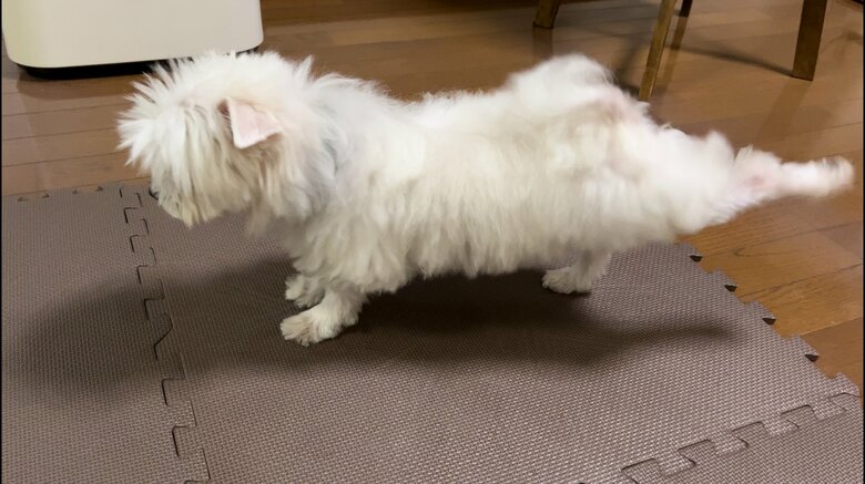 （画像：飼い主さん提供）