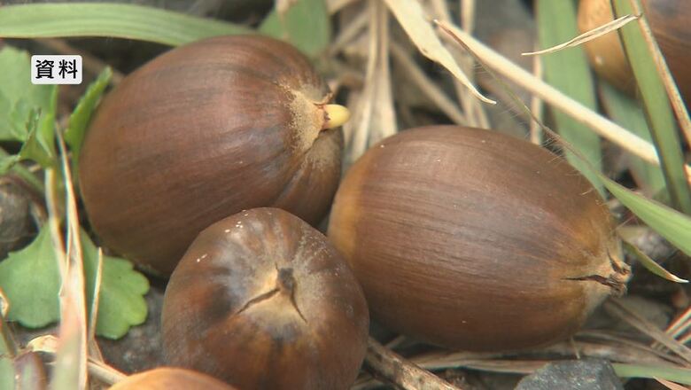 資料（ドングリ）