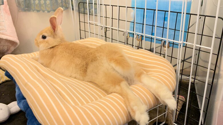 提供：げんまいとうるちさん