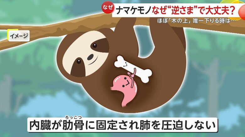 逆さまの秘密は肋骨（イメージ画像）