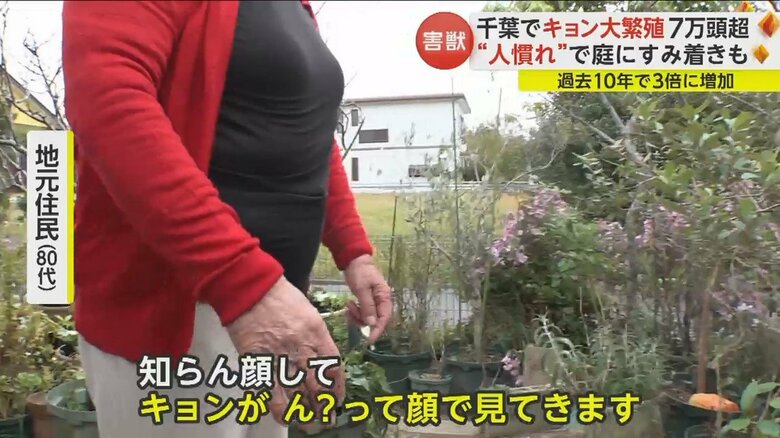地元住民はキョンがすっかり人に慣れてしまったと話す