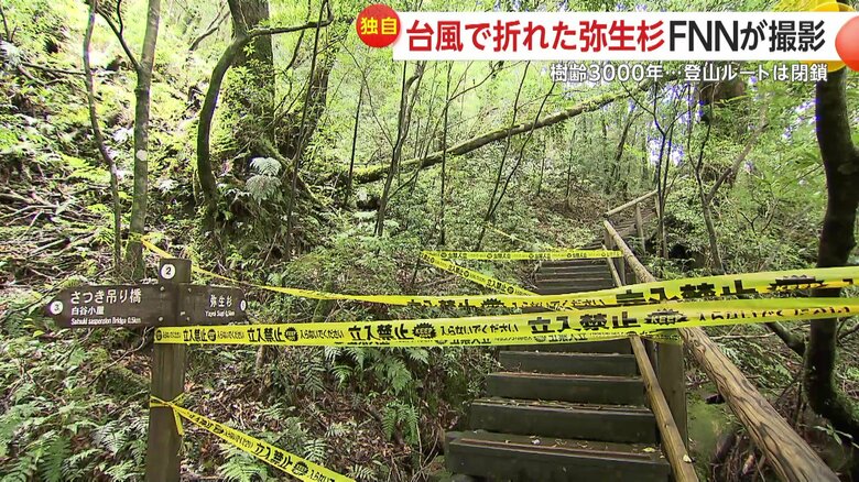 「立入禁止」の規制線が何重にも張られた登山道