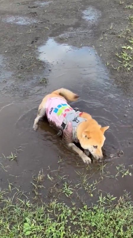 提供：柴犬まるやん日記さん