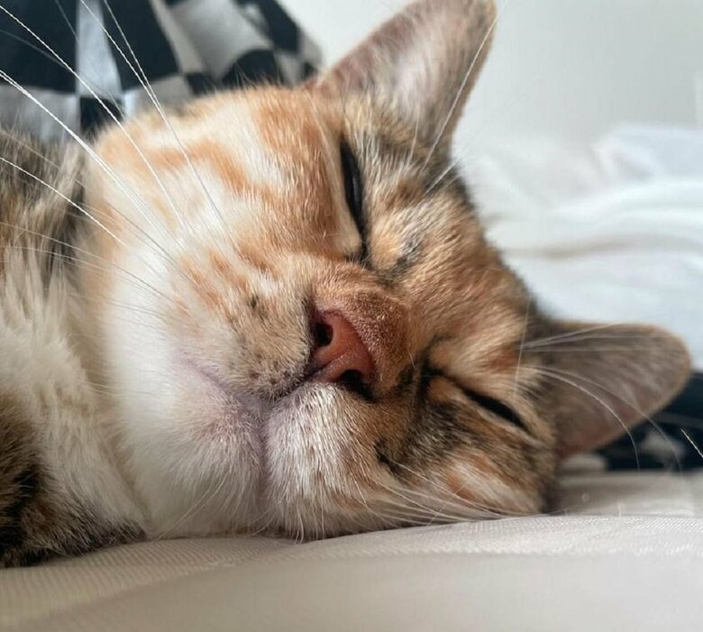 ぐっすり寝ているむぎちゃん