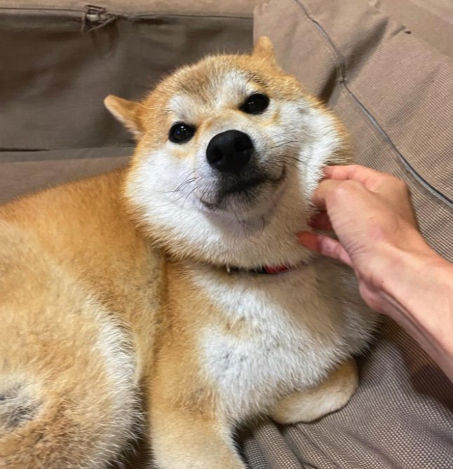 提供：柴犬こむぎさん