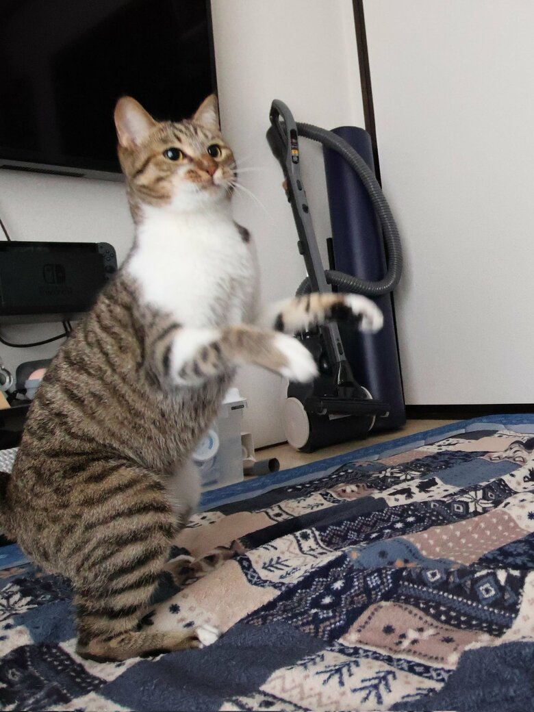 提供：猫のテトさん