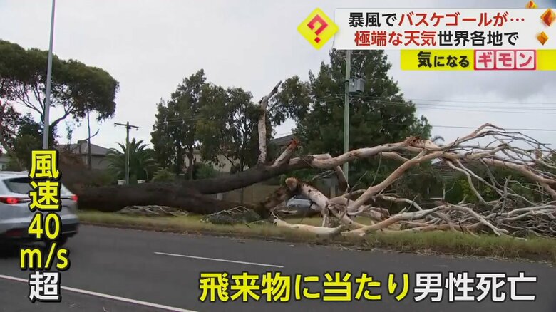 嵐で大木が倒れているオーストラリア・ビクトリア州の道路
