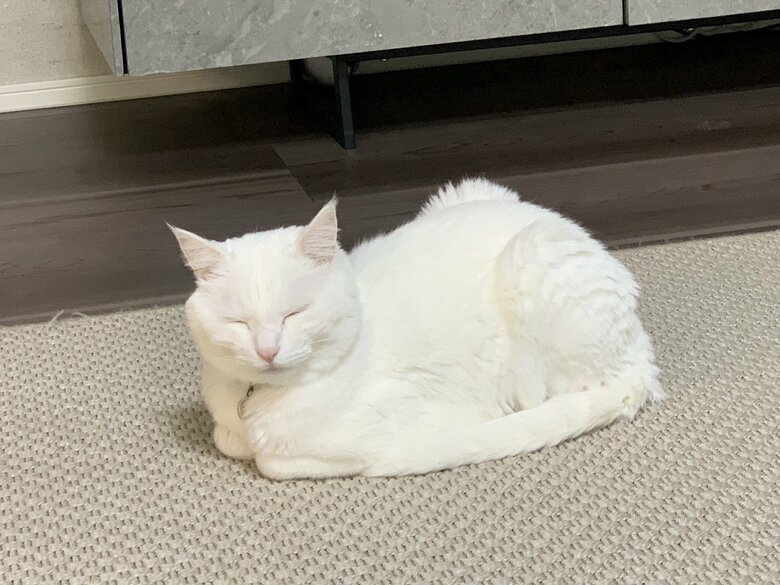 提供：@hakusama0906