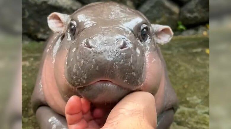 SNSでミーム化したムーデンの表情(写真：khao kheow open zoo 2024年)