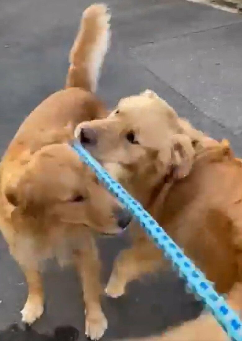 玄関ドアが開いて触れ合う、セナくんとラックスくん（その2）