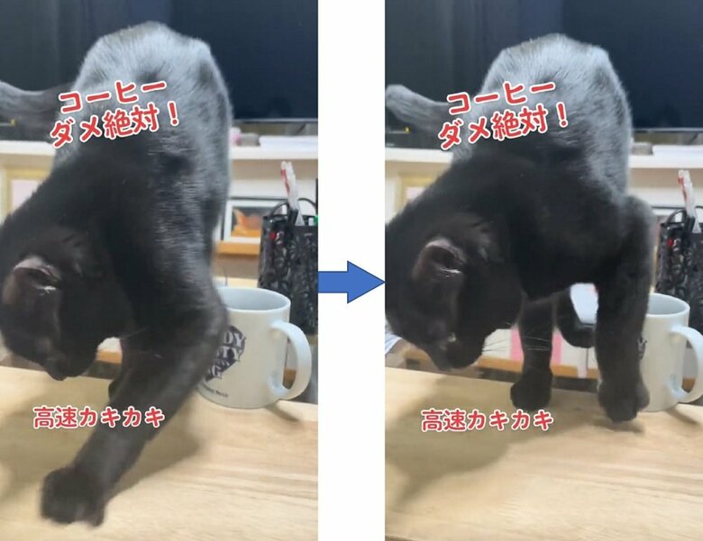 コーヒーに砂かけするココちゃん