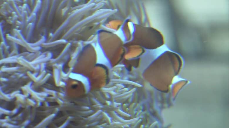 長高水族館のカクレクマノミ
