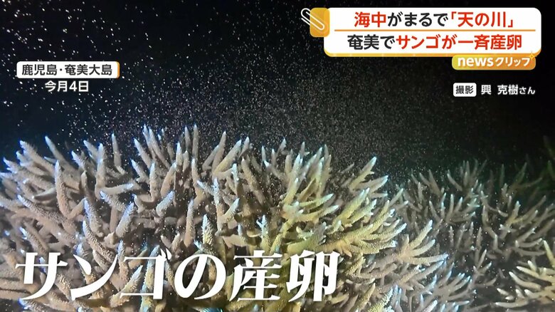 幻想的なサンゴの一斉産卵