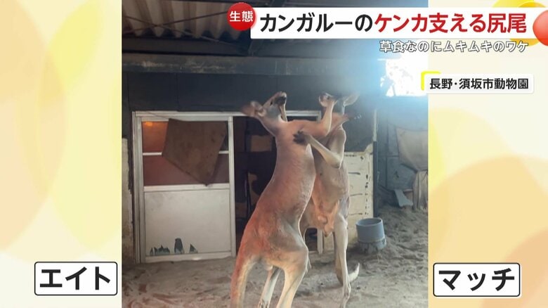 首のあたりをつかみ合い、勢いよくキックを食らわせていた2匹のアカカンガルー