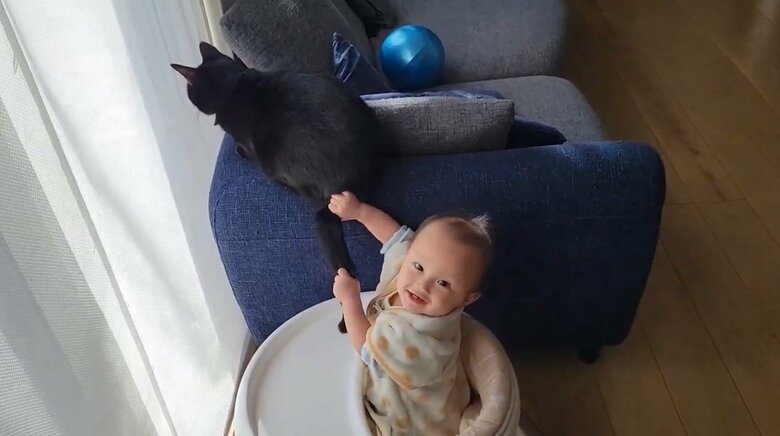 提供：仔猫を拾ったので