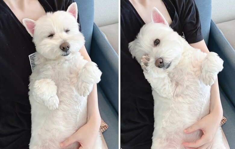 別の日の「ライオンキング」鑑賞中のブレアちゃん。大好きな映画だとか