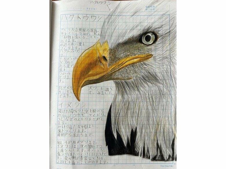 クチバシにこだわったハクトウワシ