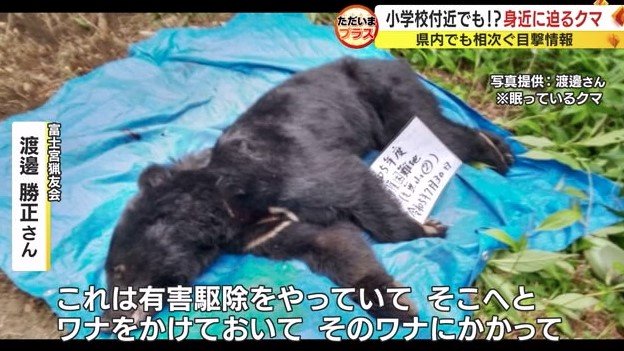 麻酔を打たれたクマ