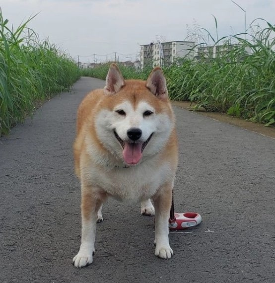提供：柴犬ななさん