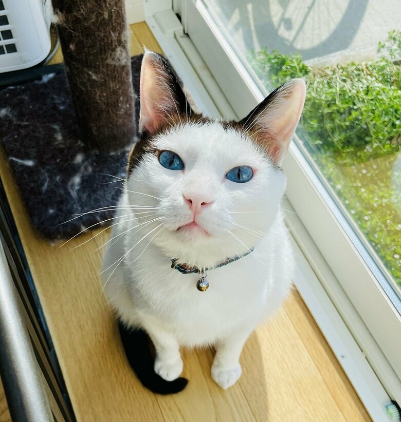 なでてください　圧が強いつくねくん（提供：つくね＆ひまりさん）