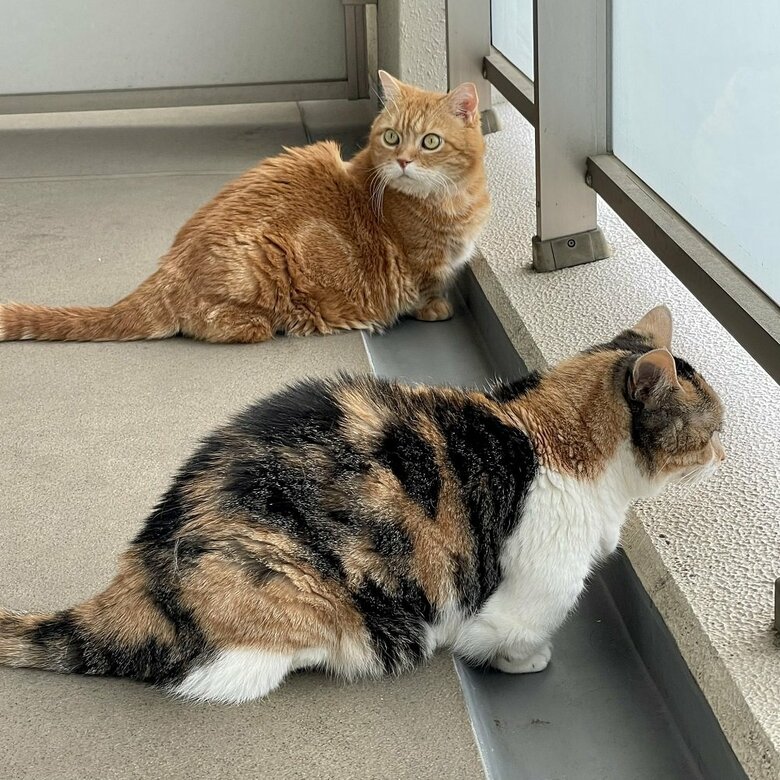 並んでパトロール