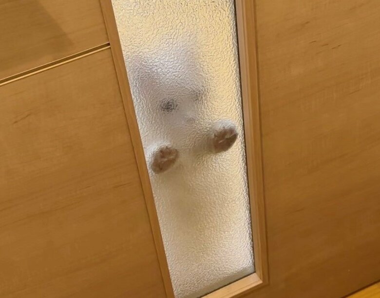 飼い主が部屋から離れたとき