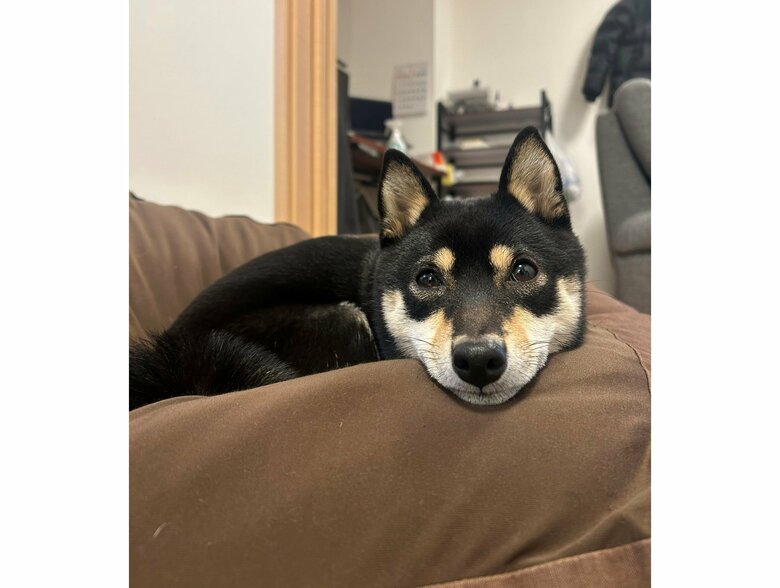 普段のごまちゃん（提供：豆柴ごま娘さん）