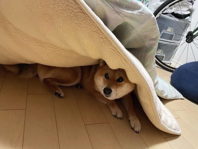 提供：はちさん