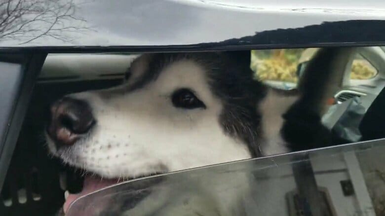 帰りたい時に「ピィピィ」とアピールするのだそう