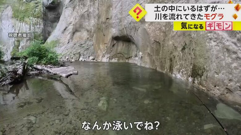川で泳ぐ「何か」を見つけた撮影者の男性