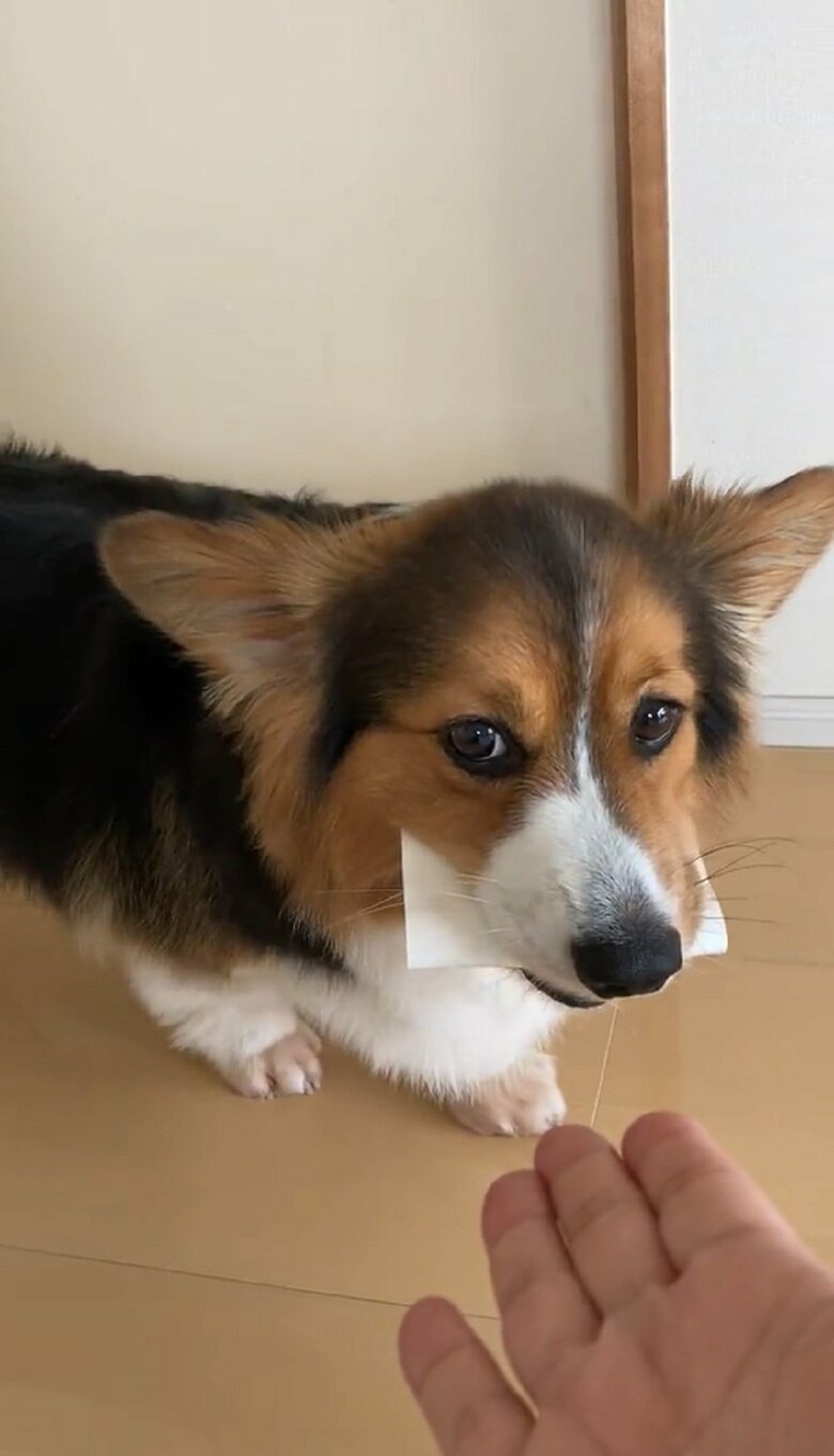 飼い主さんを見たり…