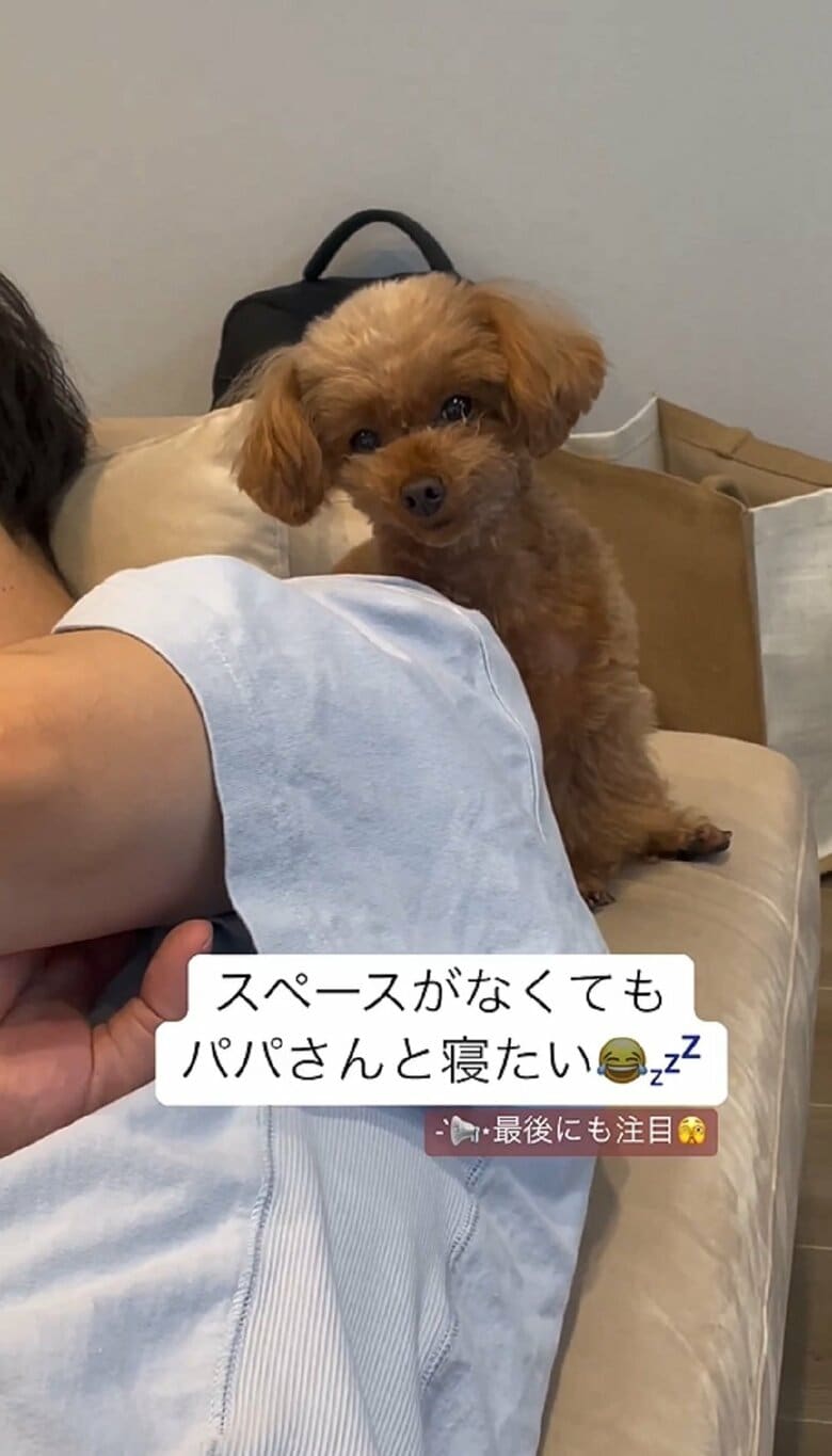 ソファで爆睡するパパさんの隣にちょこんと座るルルくん