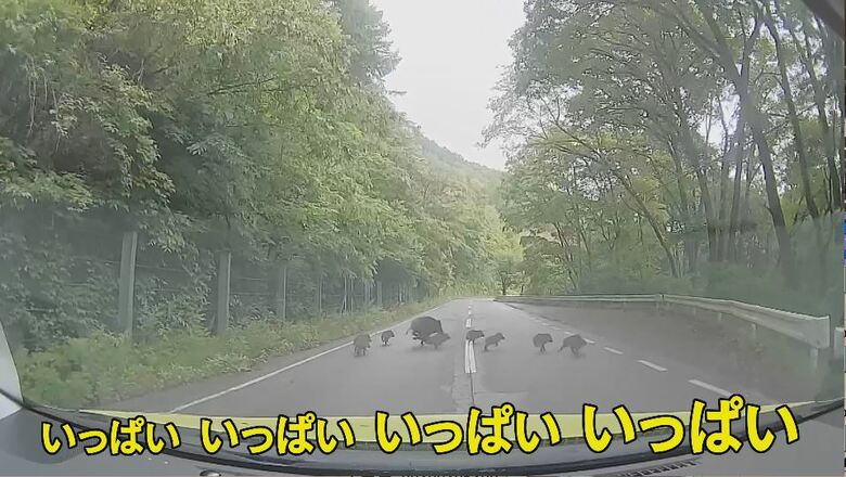 NBSカメラマンがイノシシの群れに遭遇！