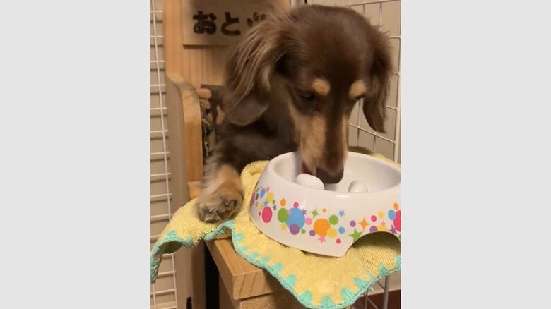 ベイリーチェアでの食事の様子