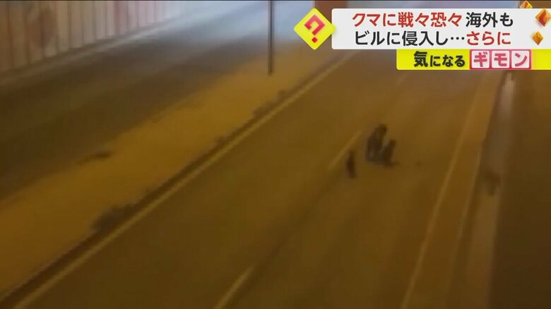 トルコの街の中心部で撮影された親子のように見える3頭のクマ